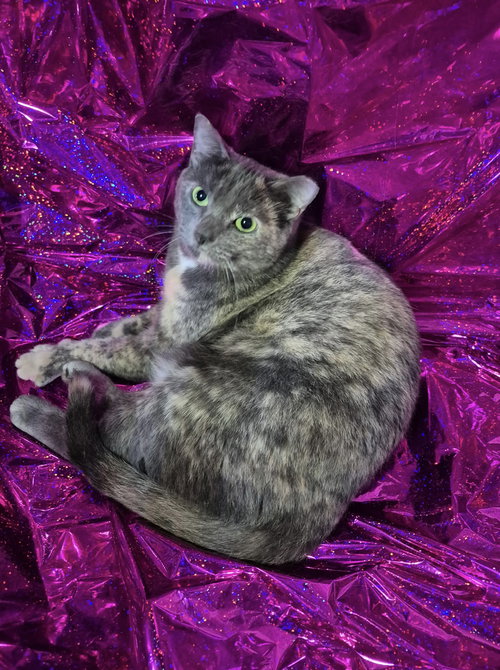 Super Mom, Adult Domestic Short Hair / Mixed (short coat), cat for adoption in Port Orange, Florida