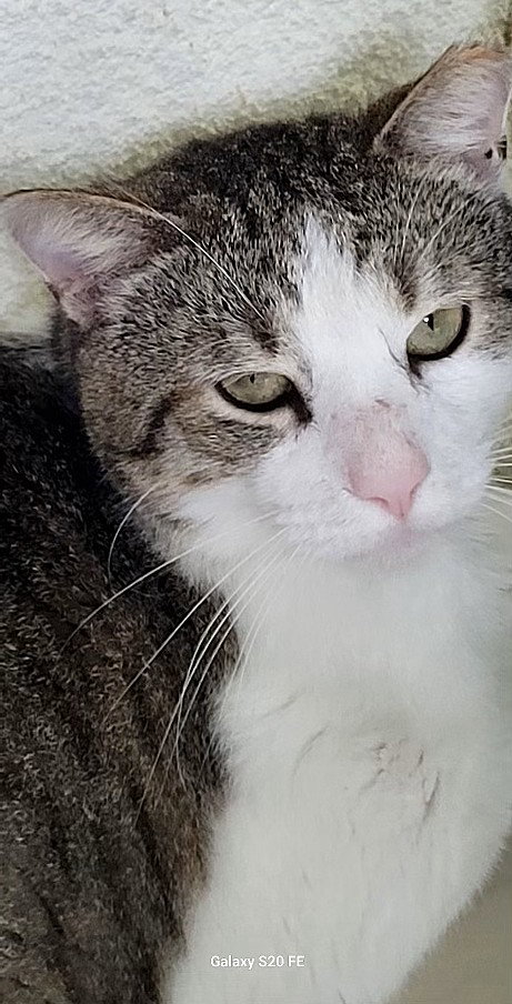 Simon Rivera, Adult Domestic Short Hair / Mixed (short coat), cat for adoption in St. Cloud, Florida