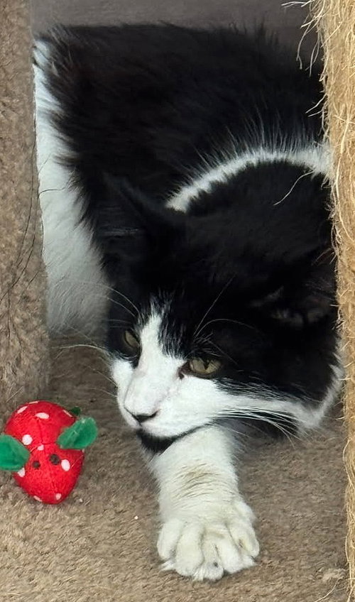 picture of the cat needing adoption