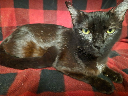 Batman, Adult Domestic Short Hair / Mixed (short coat), cat for adoption in Altamonte Springs, Florida