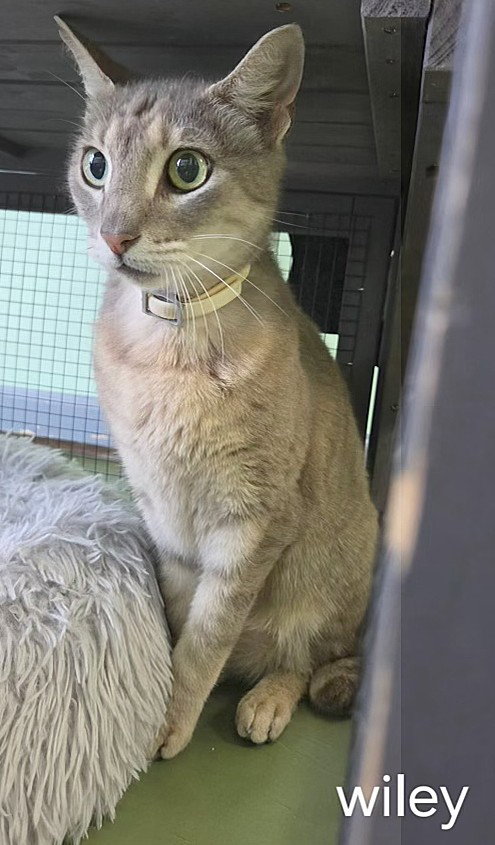 Wiley, Senior Domestic Short Hair / Mixed (short coat), cat for adoption in Port Orange, Florida