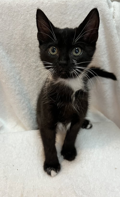 Brunella, Baby Domestic Short Hair / Mixed (short coat), cat for adoption in Port Orange, Florida