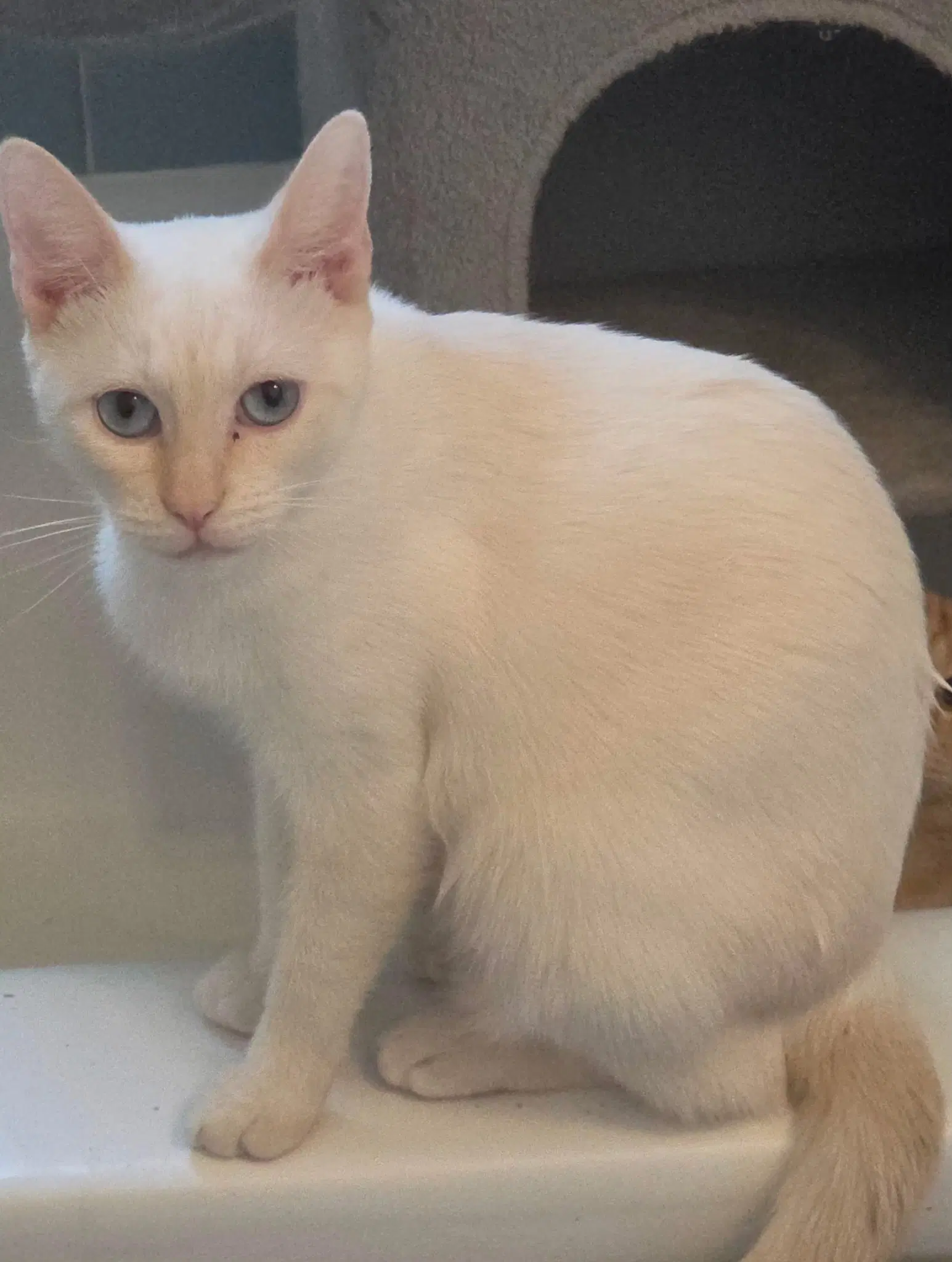 Amber - Siamese