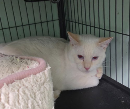 Blaze, a cat for adoption from C.A.T.S.-C.A.N., Inc.