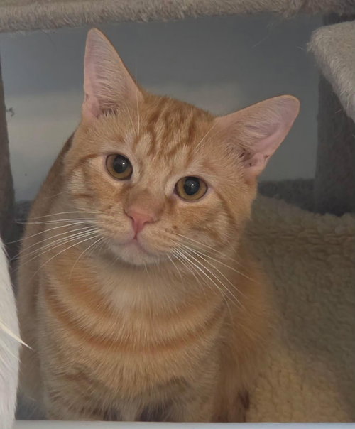 Jasper, a cat for adoption from C.A.T.S.-C.A.N., Inc.