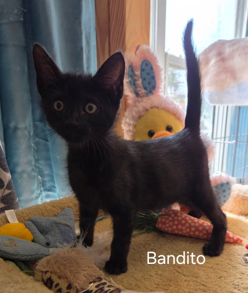 Bandito, Baby Domestic Short Hair / Mixed (short coat), cat for adoption in St. Cloud, Florida