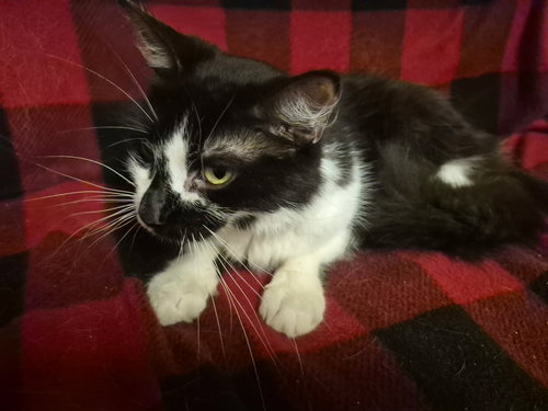 Jessie, Young Domestic Medium Hair / Mixed (medium coat), cat for adoption in Altamonte Springs, Florida