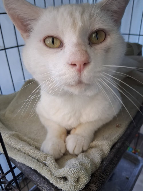 Joey, Adult Domestic Short Hair / Mixed (short coat), cat for adoption in St. Cloud, Florida