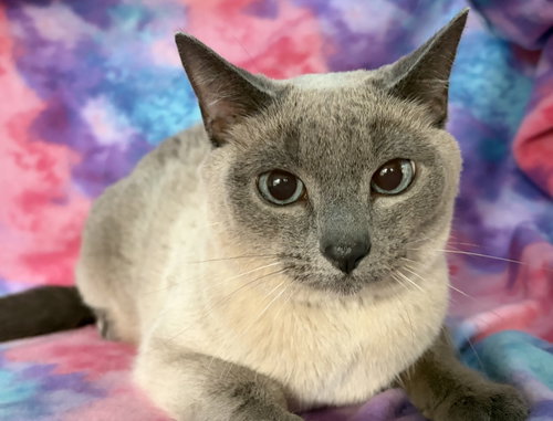 Kali, an adoptable Domestic Short Hair in Oviedo, FL