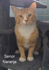Senor Naranja