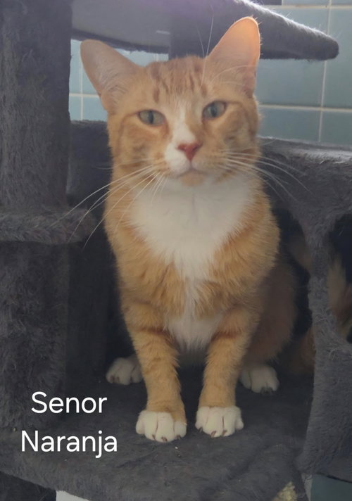Senor Naranja, an adoptable Domestic Long Hair in Oviedo, FL