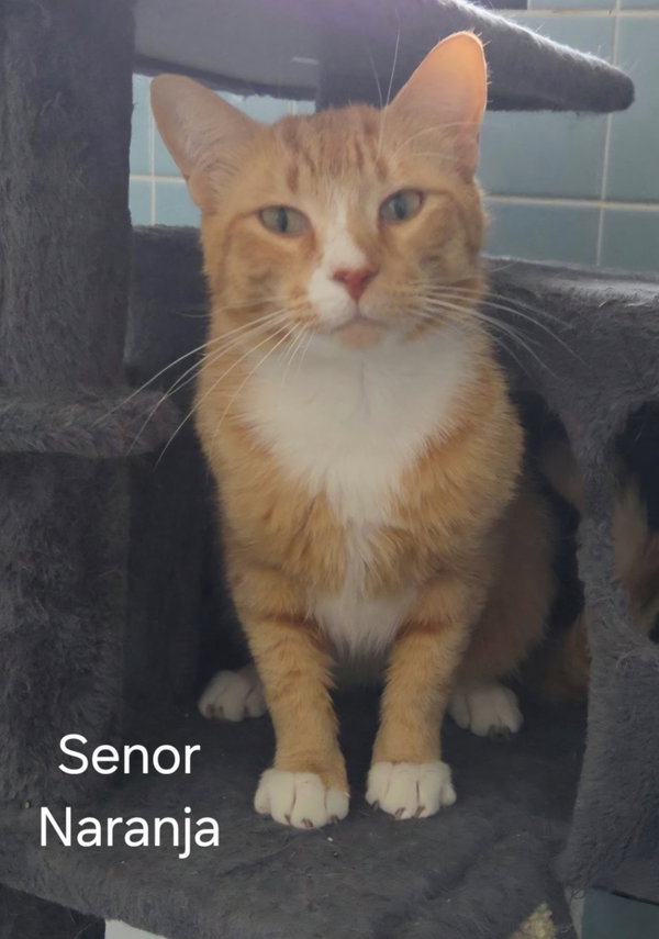 Senor Naranja