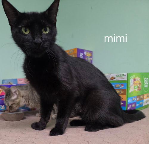 Mimi, Adult Domestic Short Hair / Mixed (short coat), cat for adoption in Altamonte Springs, Florida