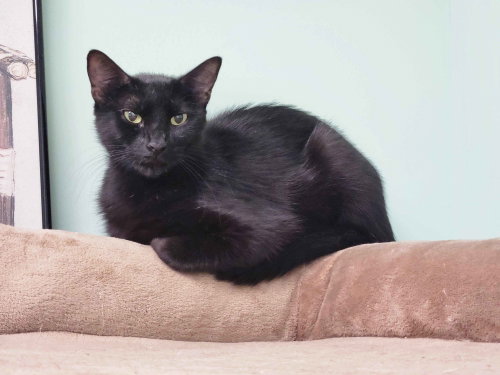 Mimi, an adoptable Domestic Short Hair in Oviedo, FL
