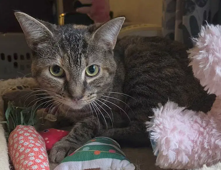Pumpkin - Domestic Short Hair