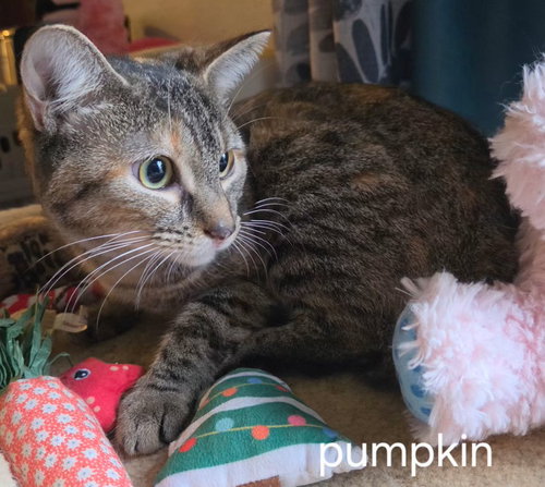 Photo 2 of Pumpkin