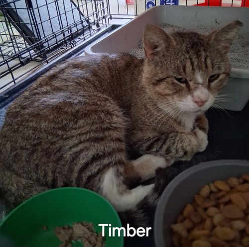 Timber, Adult Domestic Short Hair / Mixed (short coat), cat for adoption in St. Cloud, Florida