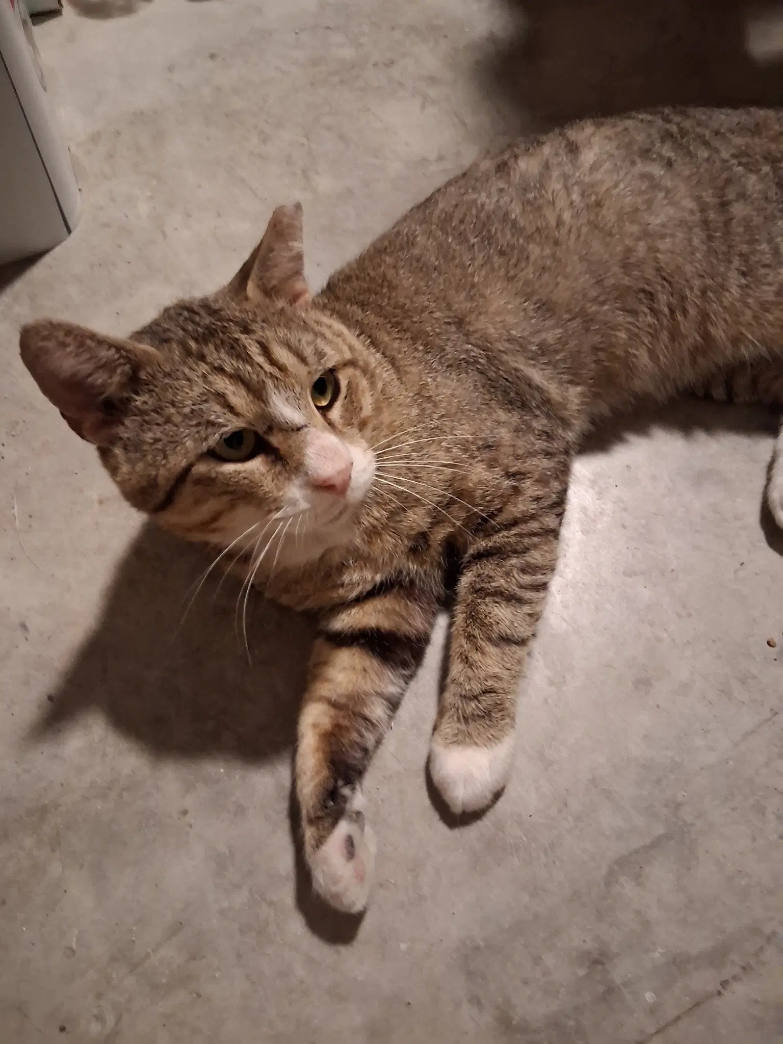 Timber - Domestic Short Hair