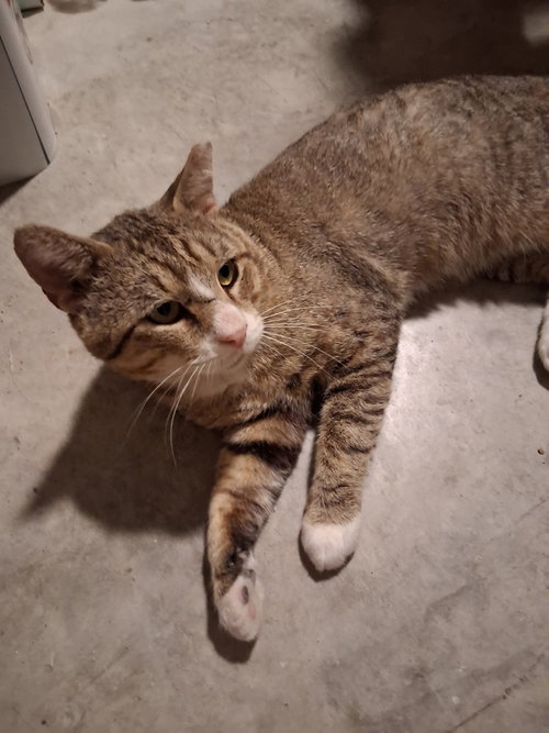 Timber, an adoptable Domestic Short Hair in Oviedo, FL