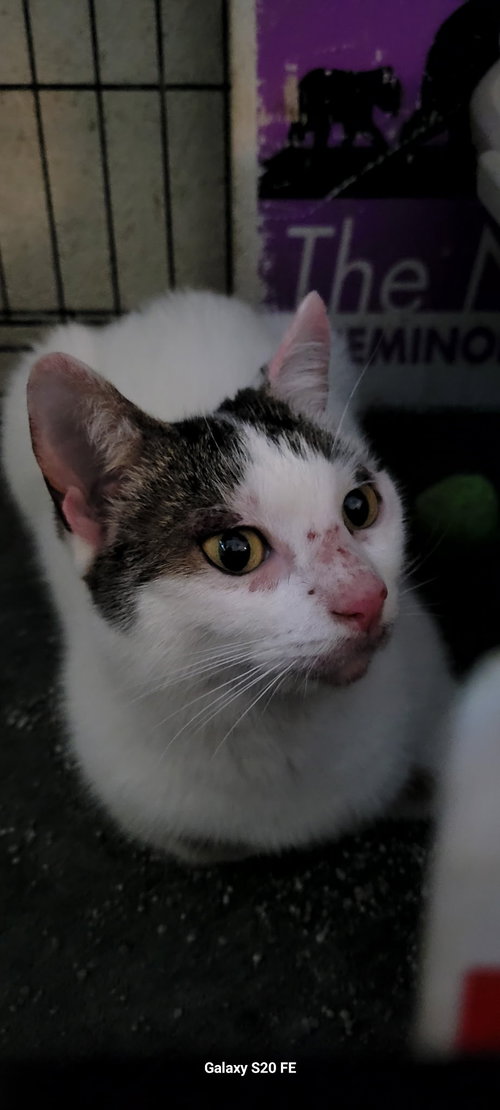 Mitzy, Adult Domestic Short Hair / Mixed (short coat), cat for adoption in St. Cloud, Florida