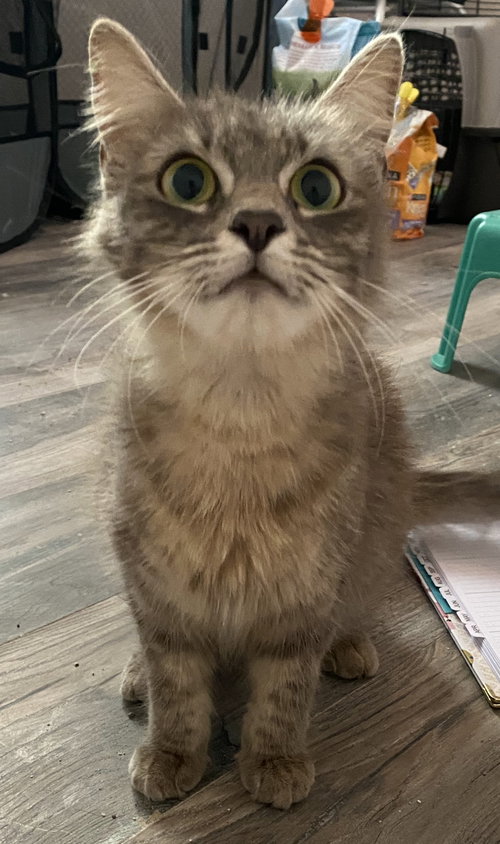Florence, an adoptable Domestic Medium Hair in Oviedo, FL