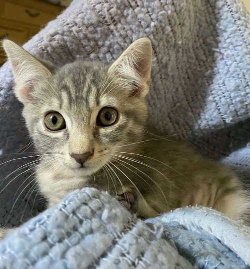 Roma, Baby Domestic Short Hair / Mixed (short coat), cat for adoption in Altamonte Springs, Florida