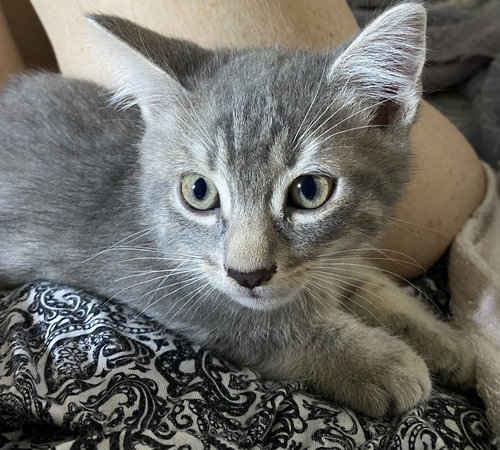 Sienna, Baby Domestic Short Hair / Mixed (short coat), cat for adoption in Altamonte Springs, Florida