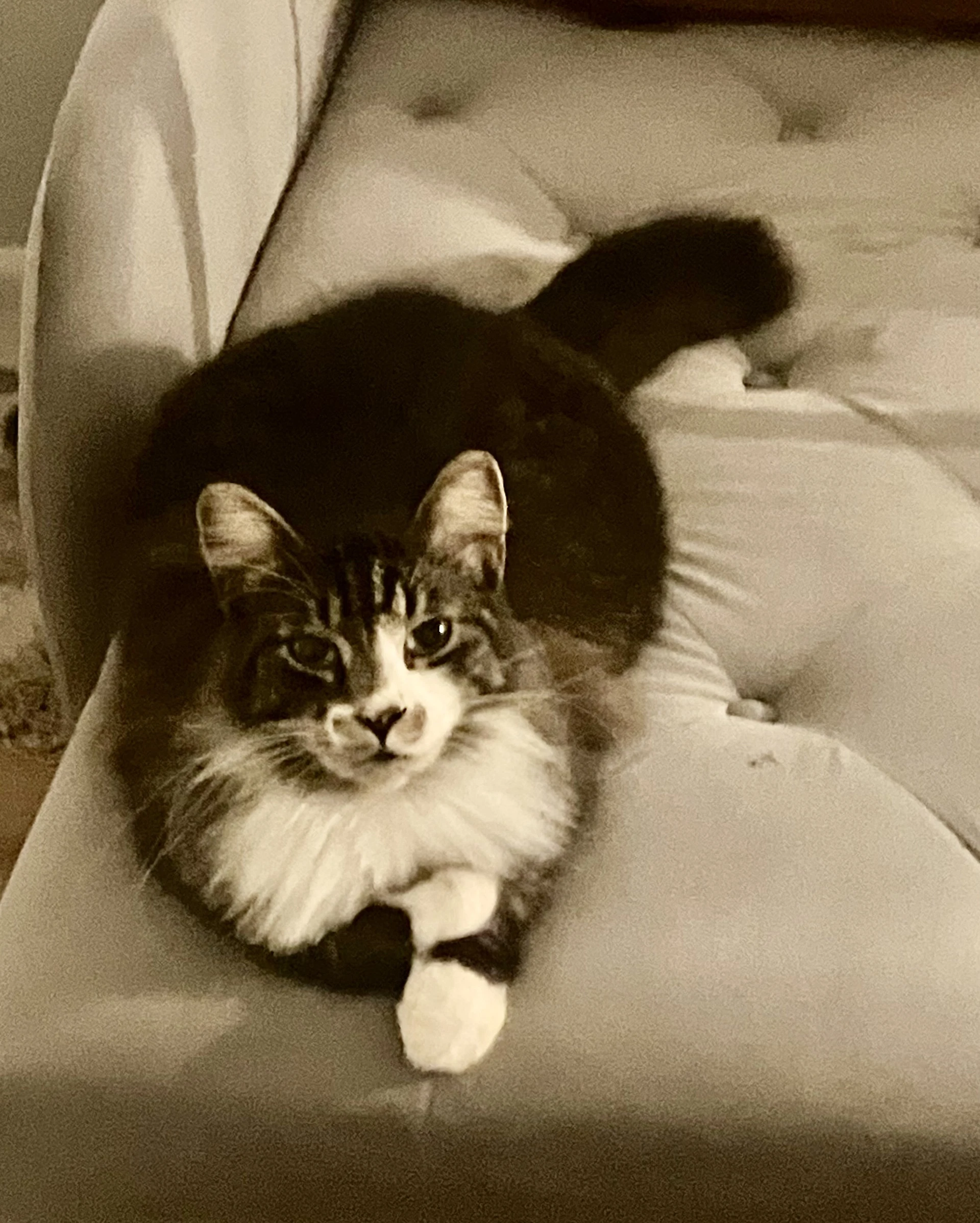 Stetson