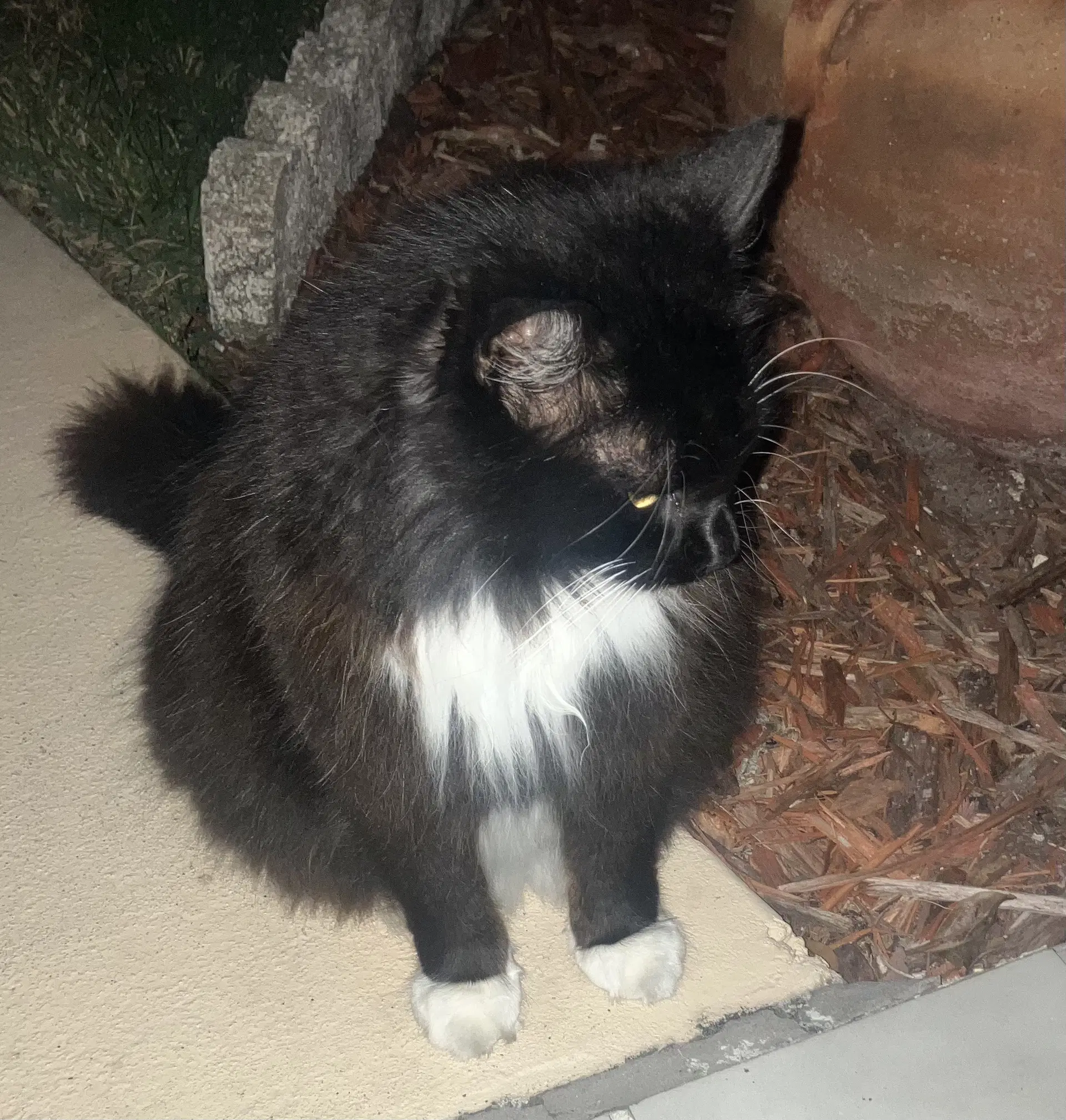 Keanu - Domestic Short Hair