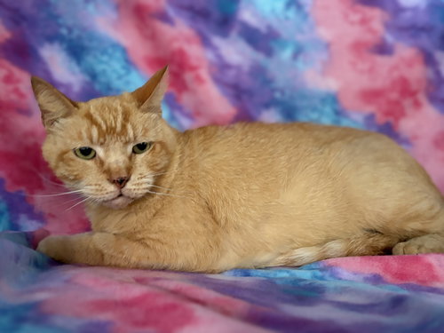 Orwell, Adult Domestic Short Hair / Mixed (short coat), cat for adoption in Altamonte Springs, Florida