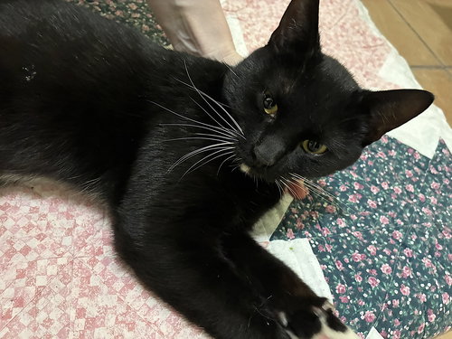 Vox, Adult Domestic Short Hair / Mixed (short coat), cat for adoption in Altamonte Springs, Florida