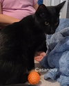 Casanova