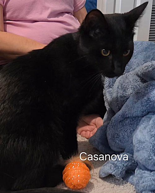 Casanova, Young Domestic Short Hair / Mixed (short coat), cat for adoption in Altamonte Springs, Florida