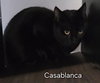 Casablanca