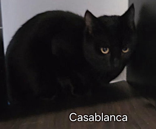 Casablanca, Young Domestic Short Hair / Mixed (short coat), cat for adoption in Altamonte Springs, Florida