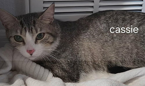 Cassie, Young Domestic Short Hair / Mixed (short coat), cat for adoption in Altamonte Springs, Florida