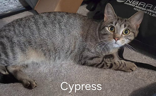 Cypress, Young Domestic Short Hair / Mixed (short coat), cat for adoption in Altamonte Springs, Florida