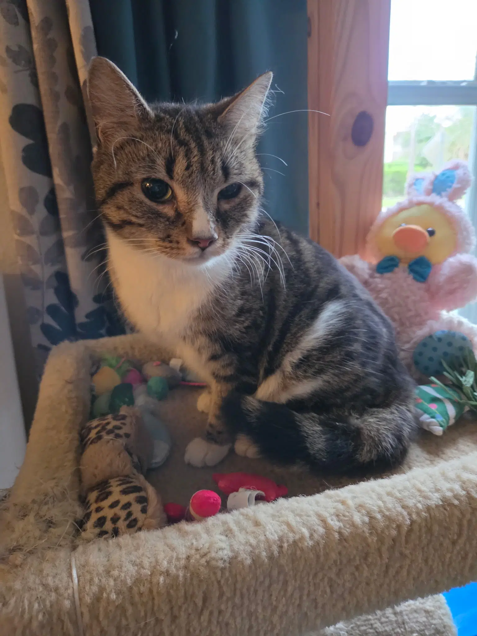 Salina - Domestic Short Hair