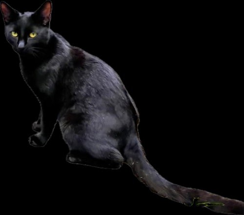 Jake, Adult Domestic Short Hair / Mixed (short coat), cat for adoption in Altamonte Springs, Florida