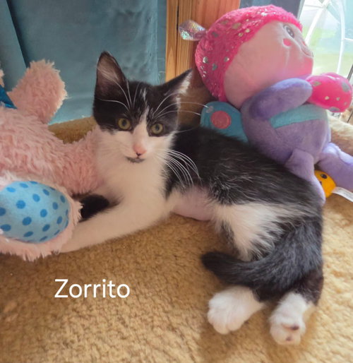 Zorrito, Baby Domestic Short Hair / Mixed (short coat), cat for adoption in Altamonte Springs, Florida