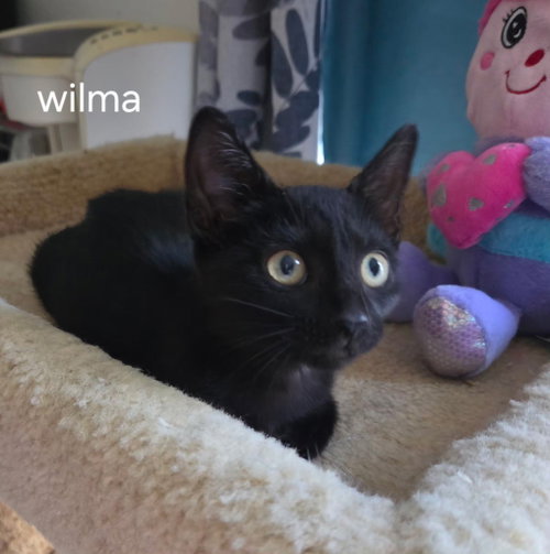 Wilma, an adoptable Domestic Short Hair in Oviedo, FL