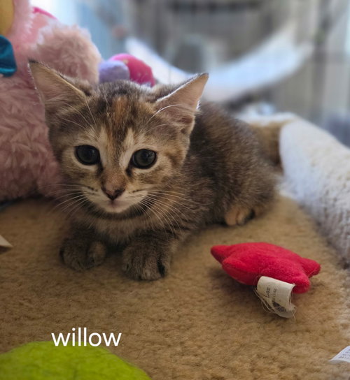 Willow, Baby Domestic Short Hair / Mixed (short coat), cat for adoption in Altamonte Springs, Florida
