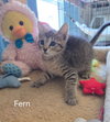 Fern