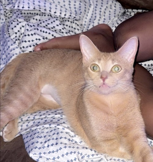 Honey photo 3