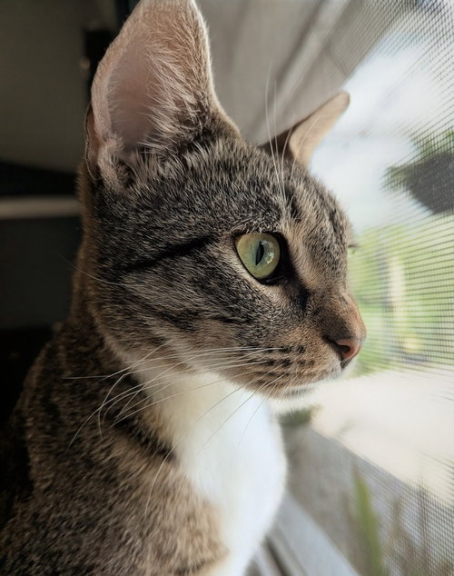 Electra photo 3