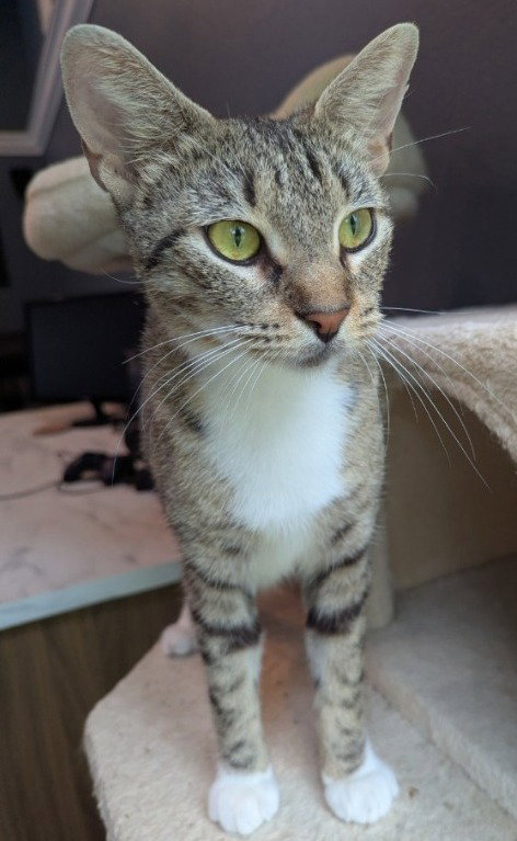 Electra
