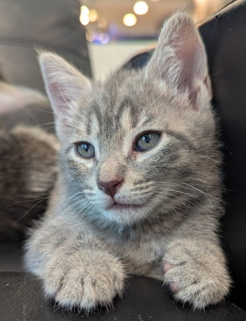 Volt, an adoptable Domestic Short Hair in Oviedo, FL