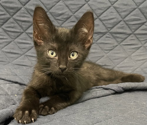 Ketchup, Baby Domestic Short Hair / Mixed (short coat), cat for adoption in Altamonte Springs, Florida