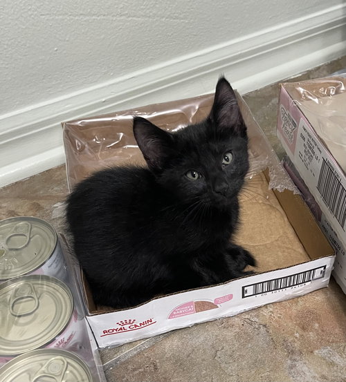 Relish, Baby Domestic Short Hair / Mixed (short coat), cat for adoption in Altamonte Springs, Florida