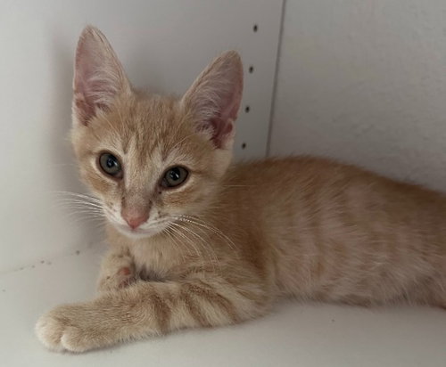 Archie, Baby Domestic Short Hair / Mixed (short coat), cat for adoption in Altamonte Springs, Florida